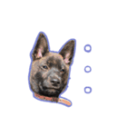 甲斐犬松風の日常その1（個別スタンプ：15）