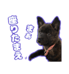 甲斐犬松風の日常その1（個別スタンプ：16）