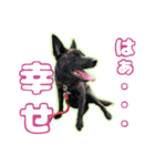 甲斐犬松風の日常その1（個別スタンプ：17）