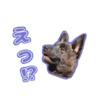 甲斐犬松風の日常その1（個別スタンプ：18）