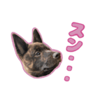甲斐犬松風の日常その1（個別スタンプ：19）