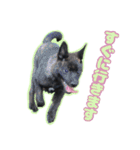 甲斐犬松風の日常その1（個別スタンプ：20）