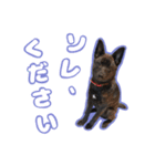 甲斐犬松風の日常その1（個別スタンプ：21）