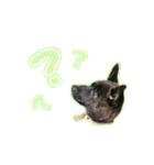 甲斐犬松風の日常その1（個別スタンプ：22）