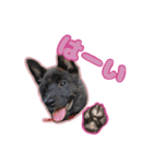 甲斐犬松風の日常その1（個別スタンプ：25）