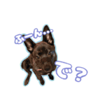 甲斐犬松風の日常その1（個別スタンプ：27）
