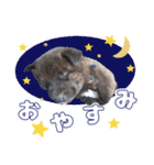 甲斐犬松風の日常その1（個別スタンプ：29）