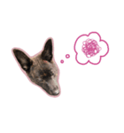 甲斐犬松風の日常その1（個別スタンプ：32）