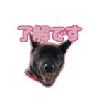 甲斐犬松風の日常その1（個別スタンプ：33）
