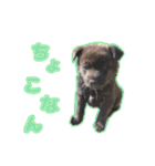 甲斐犬松風の日常その1（個別スタンプ：35）