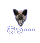 甲斐犬松風の日常その1（個別スタンプ：40）