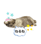 ちーすたんぷ★しーずー3（個別スタンプ：1）