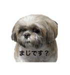 ちーすたんぷ★しーずー3（個別スタンプ：4）