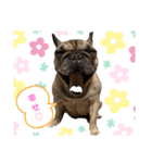 うちの愛犬くりちゃん（個別スタンプ：2）