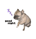 うちの愛犬くりちゃん（個別スタンプ：4）