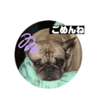 うちの愛犬くりちゃん（個別スタンプ：5）