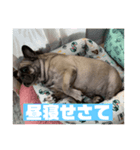 うちの愛犬くりちゃん（個別スタンプ：6）