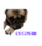 うちの愛犬くりちゃん（個別スタンプ：7）