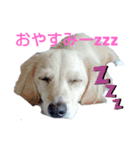 ダックスのアイーンちゃん（個別スタンプ：1）