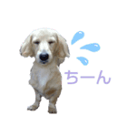 ダックスのアイーンちゃん（個別スタンプ：2）