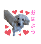 ダックスのアイーンちゃん（個別スタンプ：5）