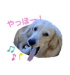 ダックスのアイーンちゃん（個別スタンプ：6）