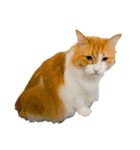 ねこやひとや景色など（個別スタンプ：2）