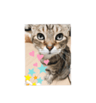 ねこやひとや景色など（個別スタンプ：3）