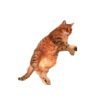 ねこやひとや景色など（個別スタンプ：5）