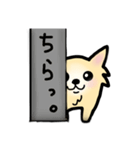 チワワのユウジン（個別スタンプ：1）