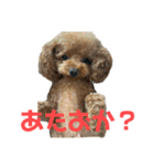 えるちースタンプ（個別スタンプ：5）