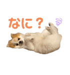 ぽぽわたちゃちゃなごみ（個別スタンプ：1）