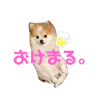 ぽぽわたちゃちゃなごみ（個別スタンプ：2）
