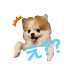 ぽぽわたちゃちゃなごみ（個別スタンプ：3）