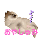 ぽぽわたちゃちゃなごみ（個別スタンプ：4）