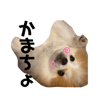 ぽぽわたちゃちゃなごみ（個別スタンプ：7）
