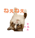 ぽぽわたちゃちゃなごみ（個別スタンプ：13）