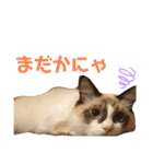 ぽぽわたちゃちゃなごみ（個別スタンプ：15）