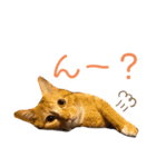 ぽぽわたちゃちゃなごみ（個別スタンプ：19）
