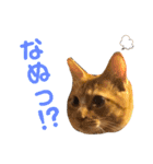 ぽぽわたちゃちゃなごみ（個別スタンプ：22）