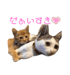 ぽぽわたちゃちゃなごみ（個別スタンプ：24）