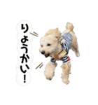 セサミのスタンプ（ちょんむくもいるよ）（個別スタンプ：1）