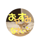セサミのスタンプ（ちょんむくもいるよ）（個別スタンプ：6）