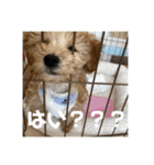 セサミのスタンプ（ちょんむくもいるよ）（個別スタンプ：12）
