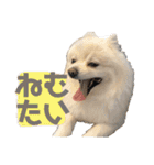 セサミのスタンプ（ちょんむくもいるよ）（個別スタンプ：30）