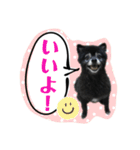 黒ポメラニアン「アポロ」（個別スタンプ：6）