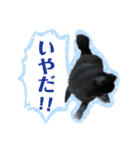 黒ポメラニアン「アポロ」（個別スタンプ：7）