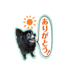 黒ポメラニアン「アポロ」（個別スタンプ：8）