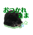 黒ポメラニアン「アポロ」（個別スタンプ：11）