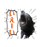 黒ポメラニアン「アポロ」（個別スタンプ：12）